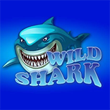Wild Shark
